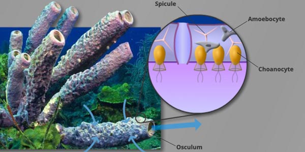 Vertebrate Tutorial