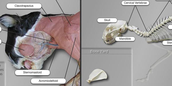 Cat Head and Shoulder Muscles / Skeletal System
