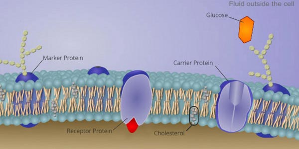 Cell Membrane Structure